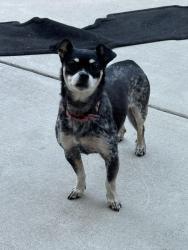 Found/Stray Female Dog last seen Crepe Myrtle Dr, Hercules , Hercules, CA 94547