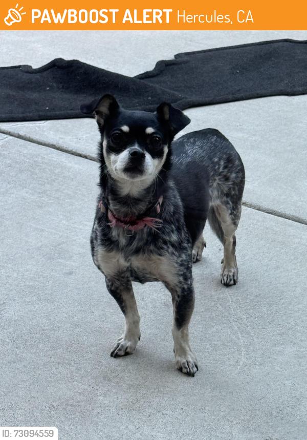 Found/Stray Female Dog last seen Crepe Myrtle Dr, Hercules , Hercules, CA 94547