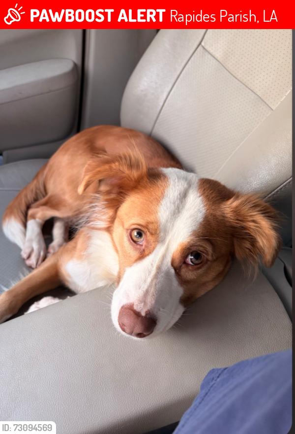 Lost Female Dog last seen Timber trails, Rapides Parish, LA 71423