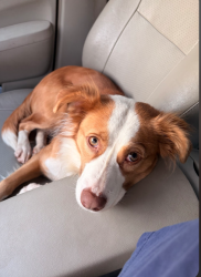 Lost Female Dog last seen Timber trails, Rapides Parish, LA 71423