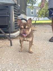 Found/Stray Male Dog last seen SW 5th street and Classen, Oklahoma City, OK 73102