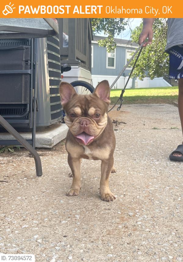 Found/Stray Male Dog last seen SW 5th street and Classen, Oklahoma City, OK 73102