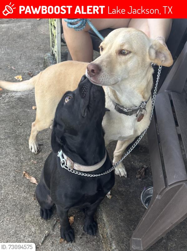 Lost Male Dog last seen Azalea st Laurel st, Lake Jackson, TX 77566