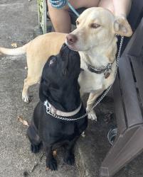 Lost Male Dog last seen Azalea st Laurel st, Lake Jackson, TX 77566