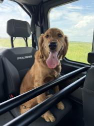 Reunited Female Dog last seen NE Jorie Way, Bondurant, IA 50035