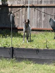 Reunited Male Dog last seen Vista Creek, Roseville, CA 95661