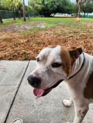 Reunited Male Dog last seen 62nd Ave S & 4th St S., St Petersburg, St. Petersburg, FL 33705