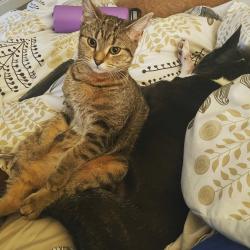 Lost Female Cat last seen Highspire Rd, Marshall Rd, Glenmoore, PA 19343