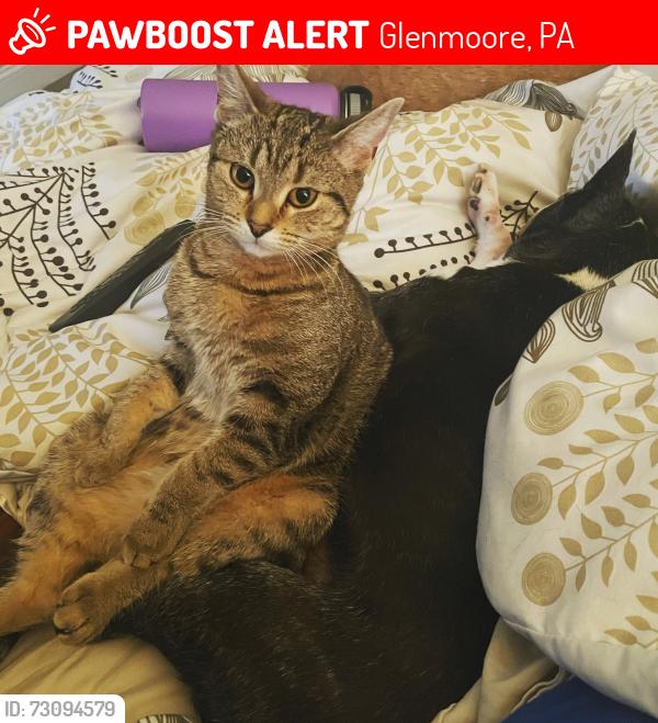 Lost Female Cat last seen Highspire Rd, Marshall Rd, Glenmoore, PA 19343