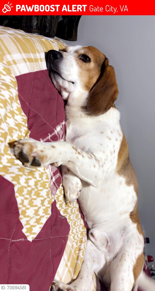 Lost Male Dog last seen Near antioch cir, Gate City, VA 24251
