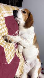 Lost Male Dog last seen Near antioch cir, Gate City, VA 24251
