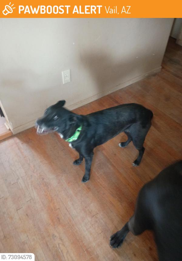 Found/Stray Female Dog last seen Rex molly and sliding rock rd, Vail, AZ 85641