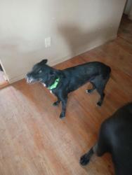 Found/Stray Female Dog last seen Rex molly and sliding rock rd, Vail, AZ 85641