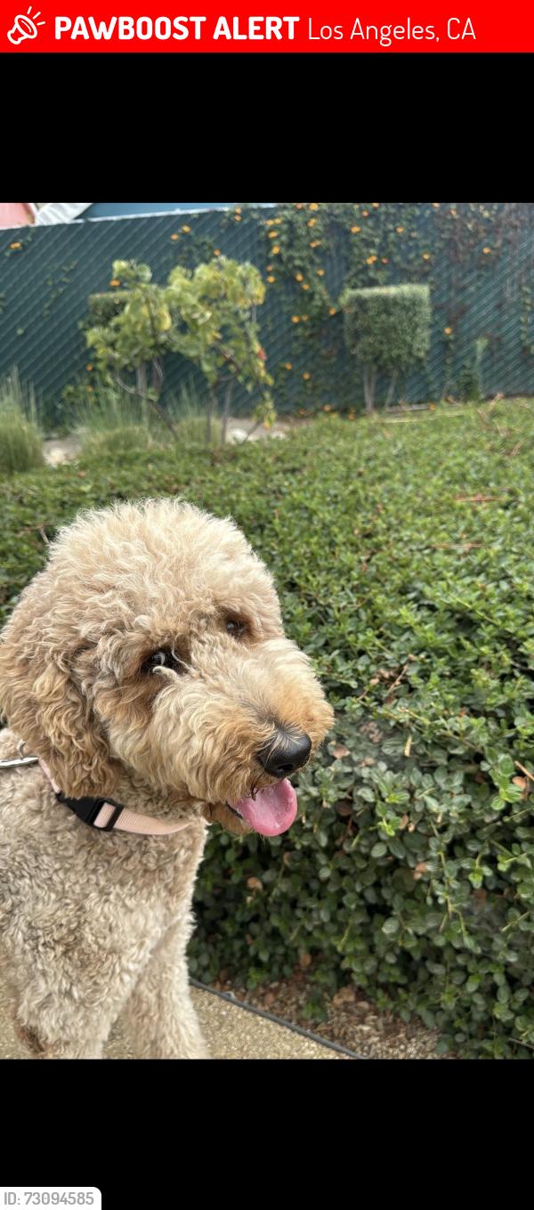 Lost Female Dog last seen Watts, Los Angeles, CA 90059