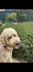 Lost Female Dog last seen Watts, Los Angeles, CA 90059