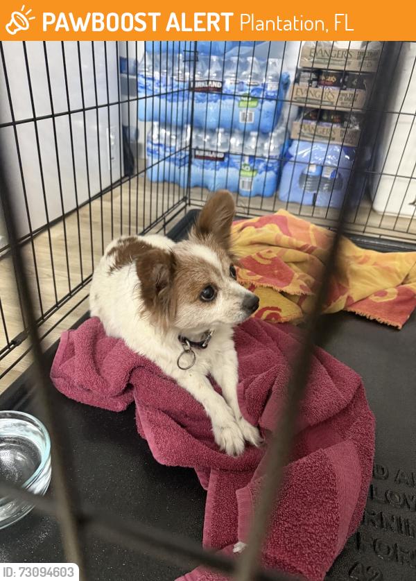 Found/Stray Unknown Dog last seen Sunrise Blvd, Plantation, FL 33313