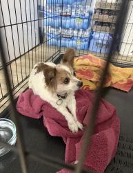 Found/Stray Unknown Dog last seen Sunrise Blvd, Plantation, FL 33313