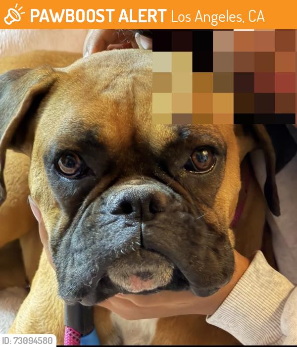 Found/Stray Female Dog last seen Park Western, Los Angeles, CA 90732