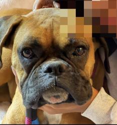 Found/Stray Female Dog last seen Park Western, Los Angeles, CA 90732