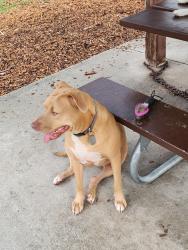 Reunited Female Dog last seen 62nd Ave S & 4th St S., St Petersburg, St. Petersburg, FL 33705