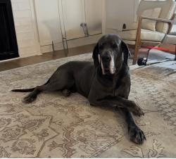 Reunited Male Dog last seen Edgemont Rd and Riley Hill Rd, Wendell, NC 27591