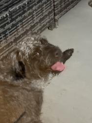 Found/Stray Male Dog last seen Brighton apmt, Houston, TX 77084