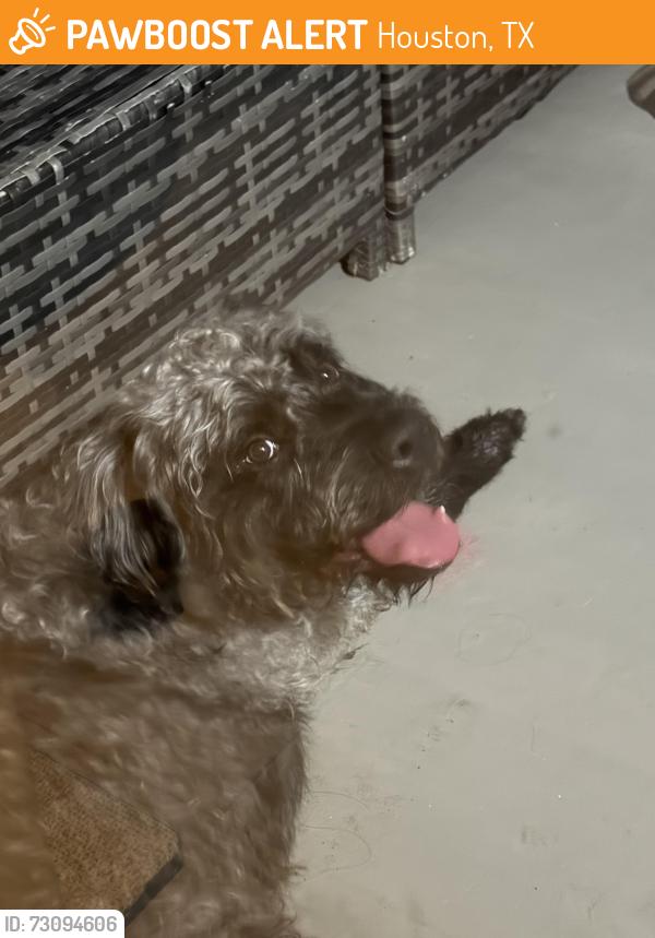 Found/Stray Male Dog last seen Brighton apmt, Houston, TX 77084