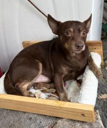 Reunited Male Dog last seen Columbus Drive & 10th Street, Tampa, FL 33605