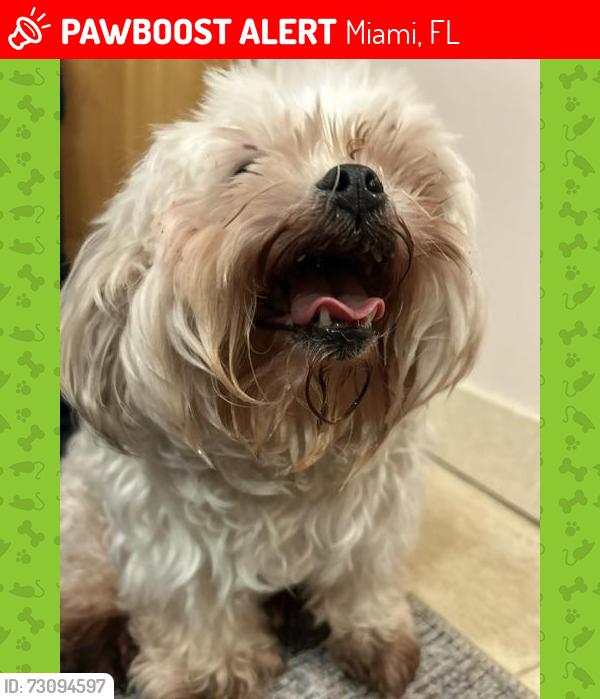 Lost Male Dog last seen Calle ocho, Miami, FL 33135