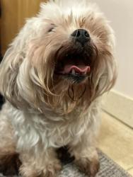 Lost Male Dog last seen Calle ocho, Miami, FL 33135