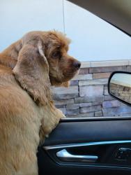 Lost Male Dog last seen Redbud Park in Hurst, TX, Hurst, TX 76053