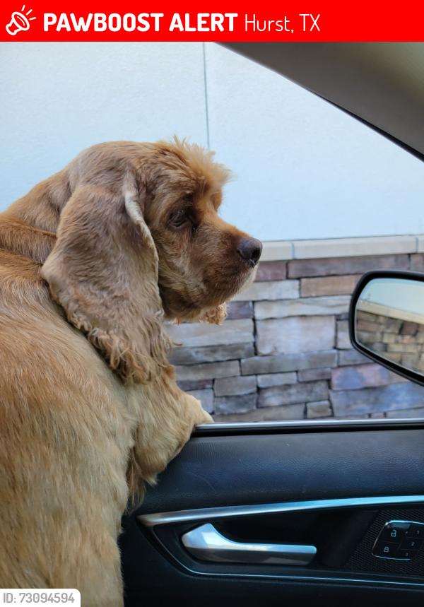 Lost Male Dog last seen Redbud Park in Hurst, TX, Hurst, TX 76053