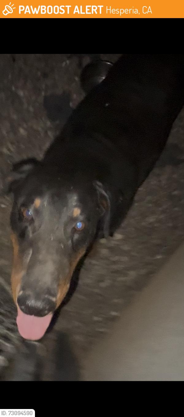 Found/Stray Male Dog last seen Seaforth St, Hesperia, CA 92340