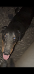 Found/Stray Male Dog last seen Seaforth St, Hesperia, CA 92340