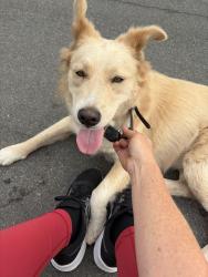 Found/Stray Female Dog last seen Porter Hill Terrace, La Mesa, CA 91942