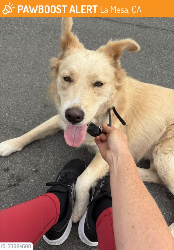 Found/Stray Female Dog last seen Porter Hill Terrace, La Mesa, CA 91942