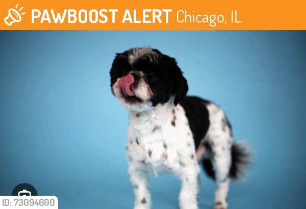 Found/Stray Male Dog last seen California Av ramp off 290, Chicago, IL 60612