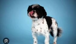 Found/Stray Male Dog last seen California Av ramp off 290, Chicago, IL 60612