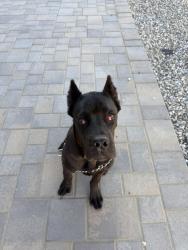 Found/Stray Male Dog last seen Leon and Garbani, Riverside County, CA 92584