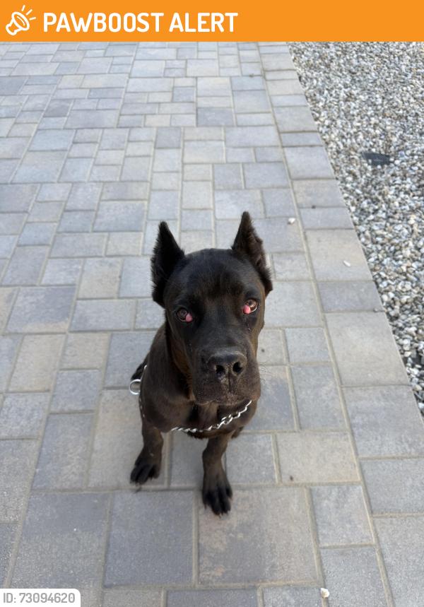 Found/Stray Male Dog last seen Leon and Garbani, Riverside County, CA 92584