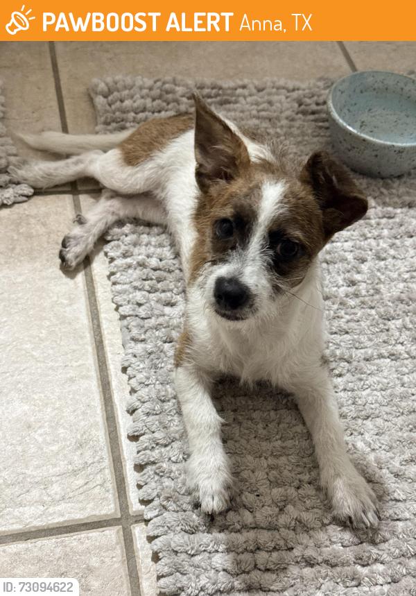 Found/Stray Female Dog last seen apmts of Hwy 5 south of Sonic, Anna, TX 75409