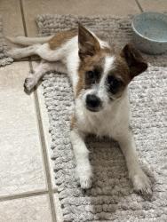 Found/Stray Female Dog last seen apmts of Hwy 5 south of Sonic, Anna, TX 75409