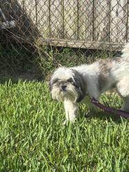 Reunited Male Dog last seen walking along side south alexander dr, Baytown, TX 77520