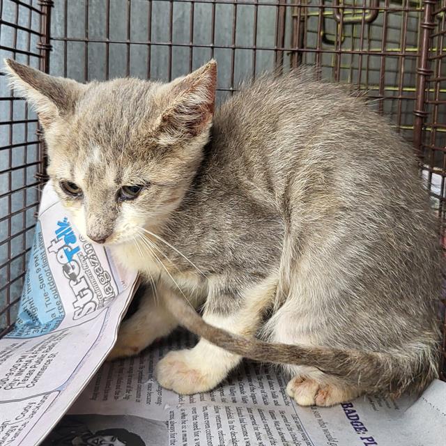 Shelter Stray Female Cat last seen DOVER RIDGE PARK, 4710 TX-151, San Antonio, TX 78227, USA