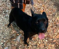 Shelter Stray Female Dog last seen BELDEN ST & RIVERA DR, 2127 Front St, Sacramento, CA 95818, USA