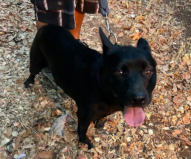 Shelter Stray Female Dog last seen BELDEN ST & RIVERA DR, 2127 Front St, Sacramento, CA 95818, USA