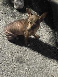 Shelter Stray Female Dog last seen , 4710 TX-151, San Antonio, TX 78227, USA
