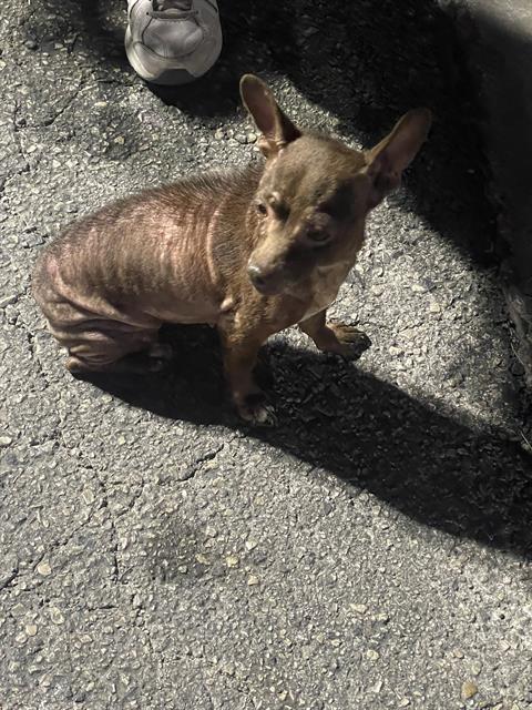 Shelter Stray Female Dog last seen , 4710 TX-151, San Antonio, TX 78227, USA
