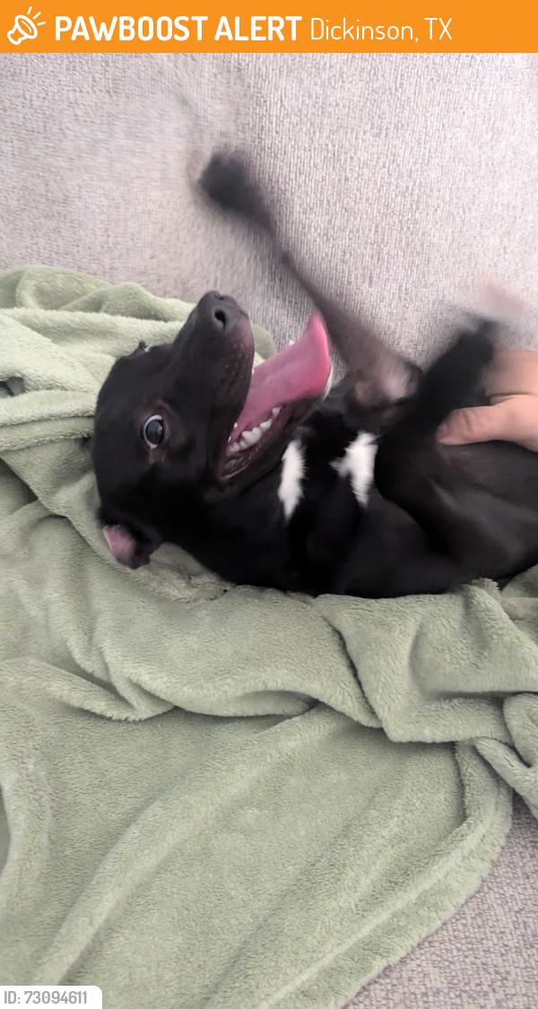 Found/Stray Female Dog last seen Briar Glen Neighborhood, Dickinson TX, Dickinson, TX 77539