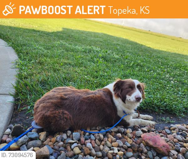 Found/Stray Female Dog last seen I-70 and Carlson Road, Topeka, KS 66615